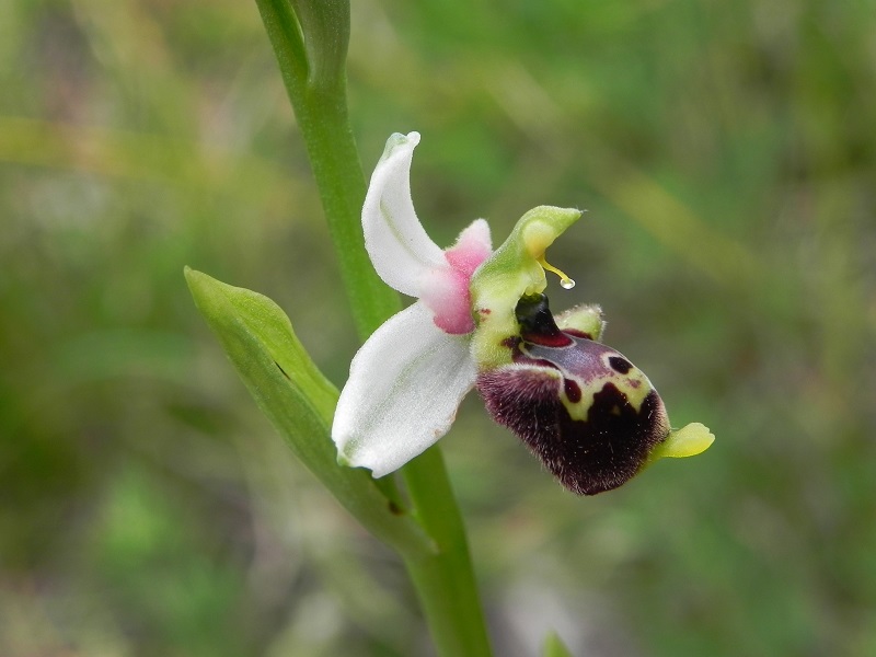 Ophrys_cfr_tetraloniae03.JPG