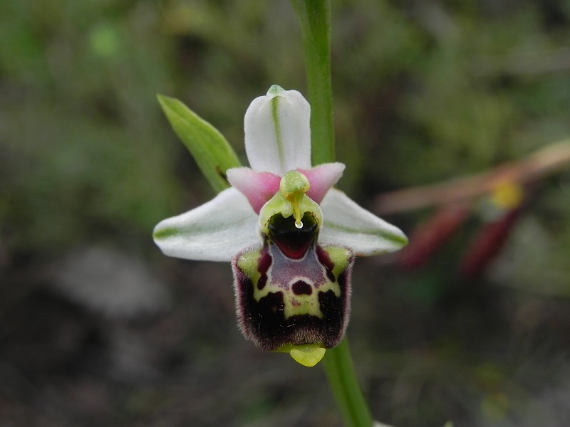 Ophrys_cfr_tetraloniae04.JPG