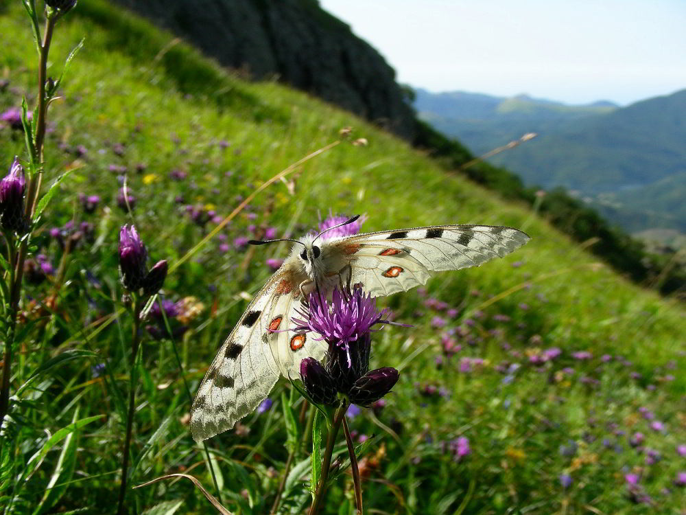 Parnassius-apollo-89.jpg