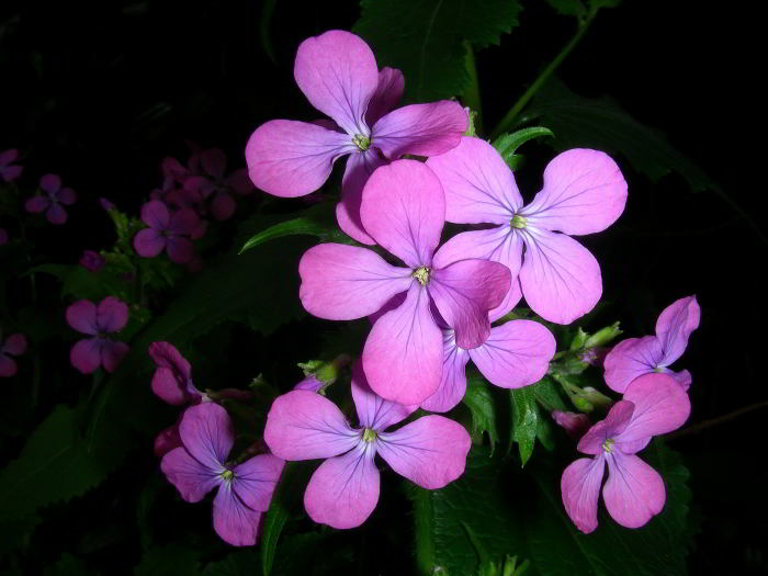 Lunaria-annua-L.-040413-63.jpg