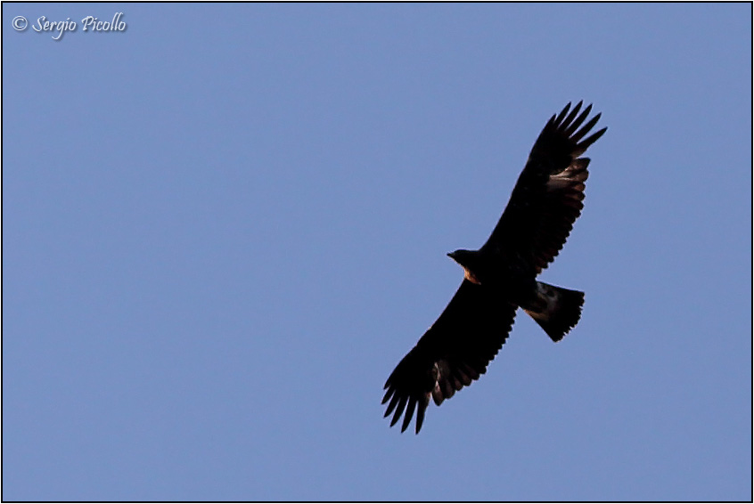 aquila_0490-JOGf.jpg
