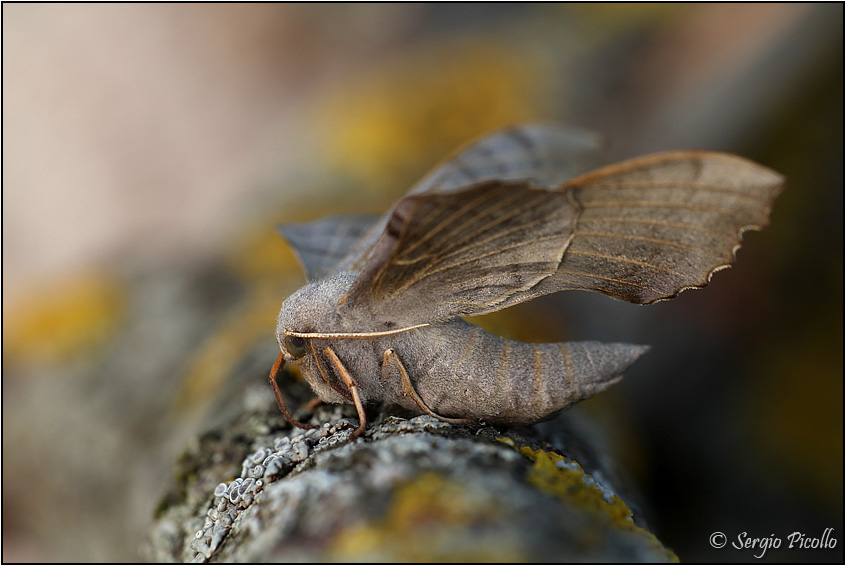 Laothoe-populi-20120803-024-JOGf.jpg