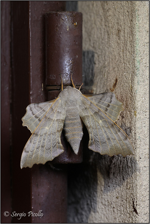 Laothoe-populi-20120802-004-JVGf.jpg