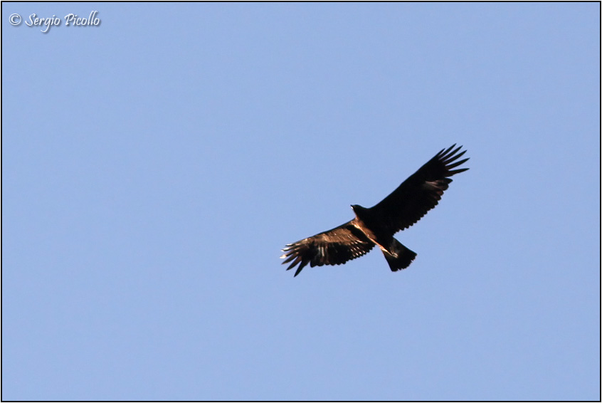 aquila_0489_particolari.jpg