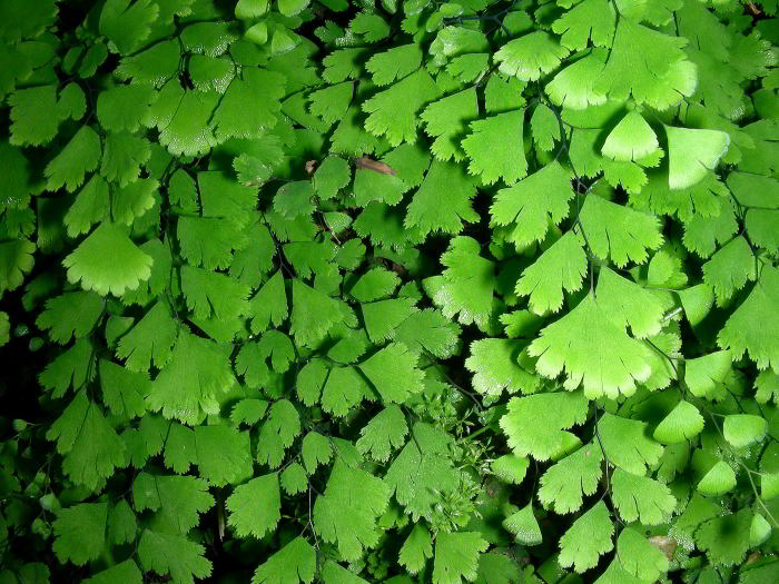 Adiantum-capillus-veneris-2.jpg