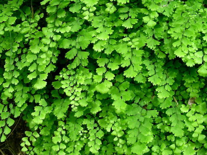Adiantum-capillus-veneris-1.jpg
