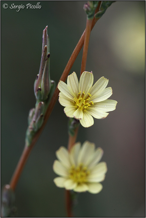 Lactuca-saligna-20130825-005-JGf.jpg