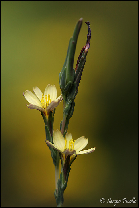 Lactuca-saligna-20130825-015-JVGf.jpg