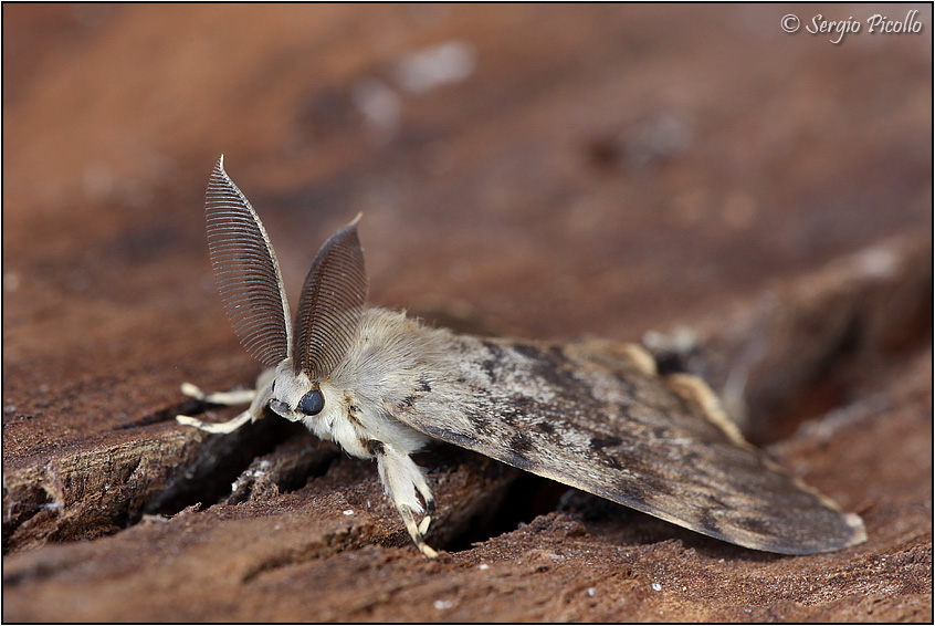 Lymantria-dispar-20100816-001-JWf.jpg