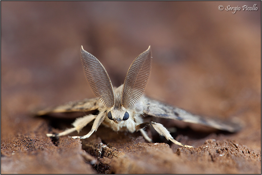 Lymantria-dispar-20130817-008-JOGf.jpg