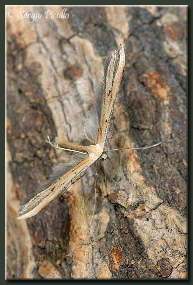 piumosa08_4646.jpg