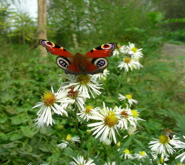 Symphyotrichum-lanc.-03.jpg
