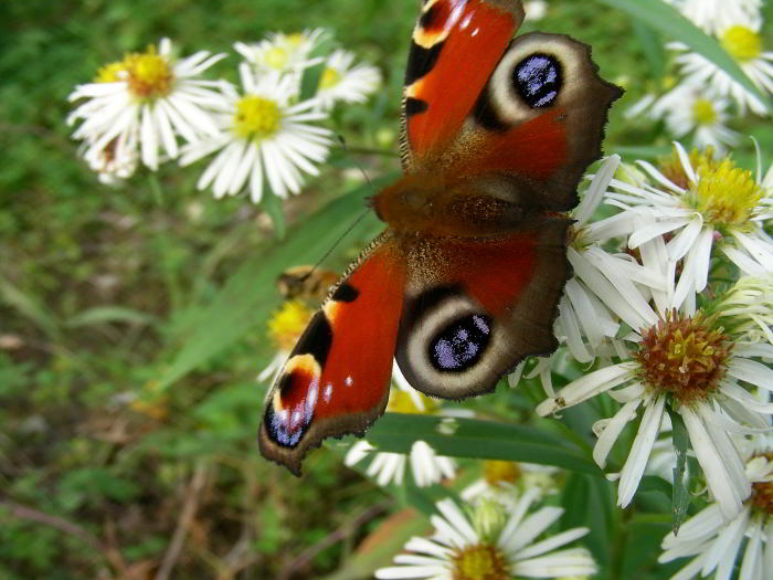Symphyotrichum-lanceolatum-.jpg