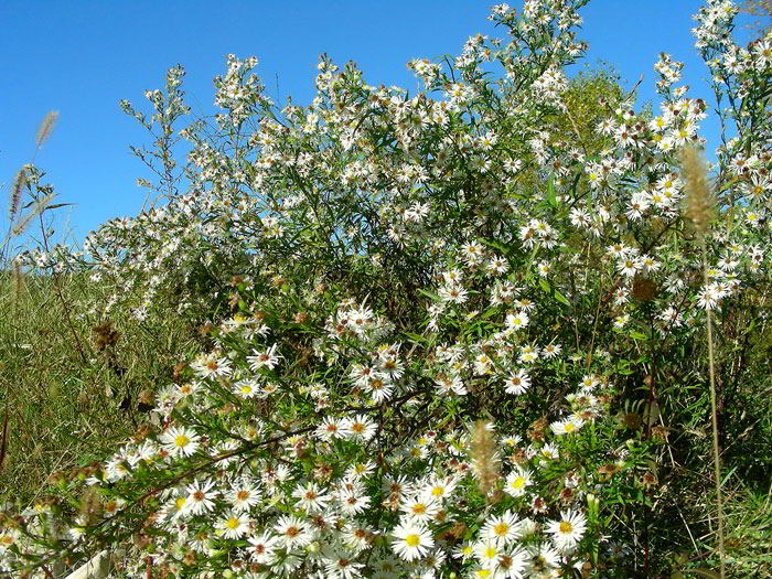 Symphyotrichum-lanc.-04.jpg