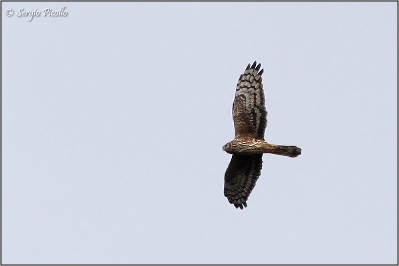 falco_2343-Ocopia.jpg