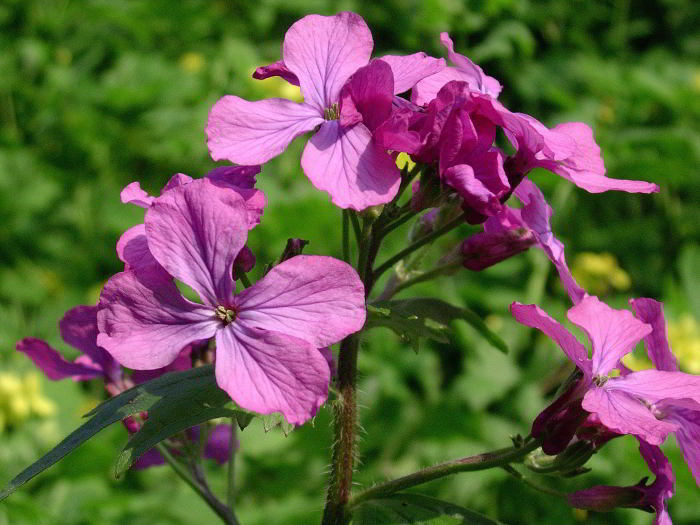 Lunaria-annua-L.-140112-15.jpg