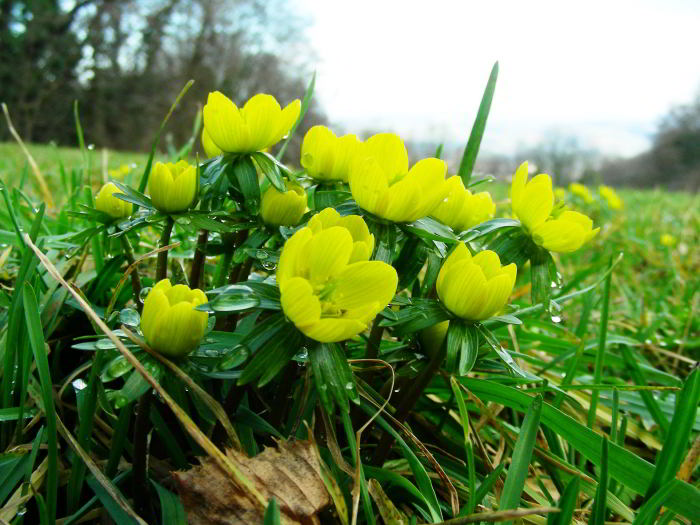 Eranthis-hyemalis--2.jpg