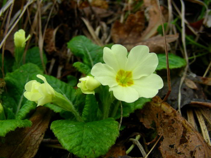 Primula-vulgaris-Huds.jpg