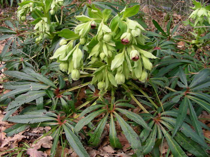 Helleborus-foetidus-L.jpg