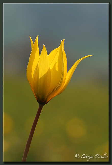 tulipasy_8195_web.jpg