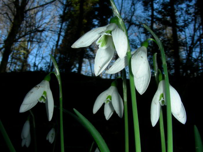 Galanthus-nivalis-L.-048.jpg