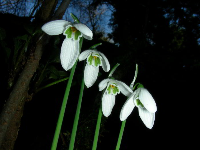 Galanthus-nivalis-053.jpg