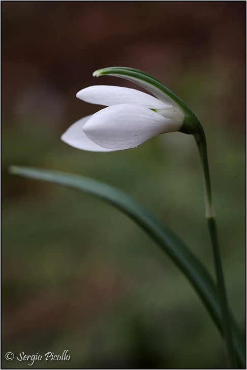 Galanthus-nivalis-20140127-009-JGf.jpg