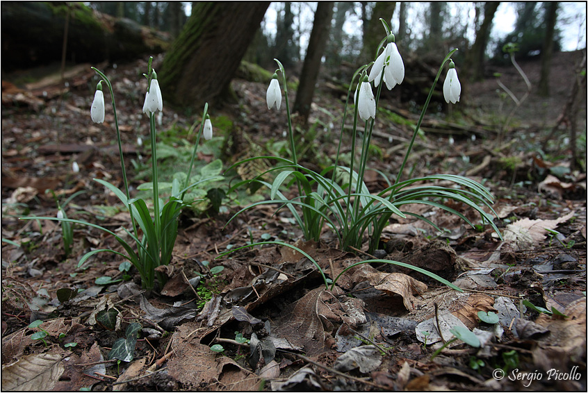 Galanthus-nivalis-20140127-001-JOGf.jpg