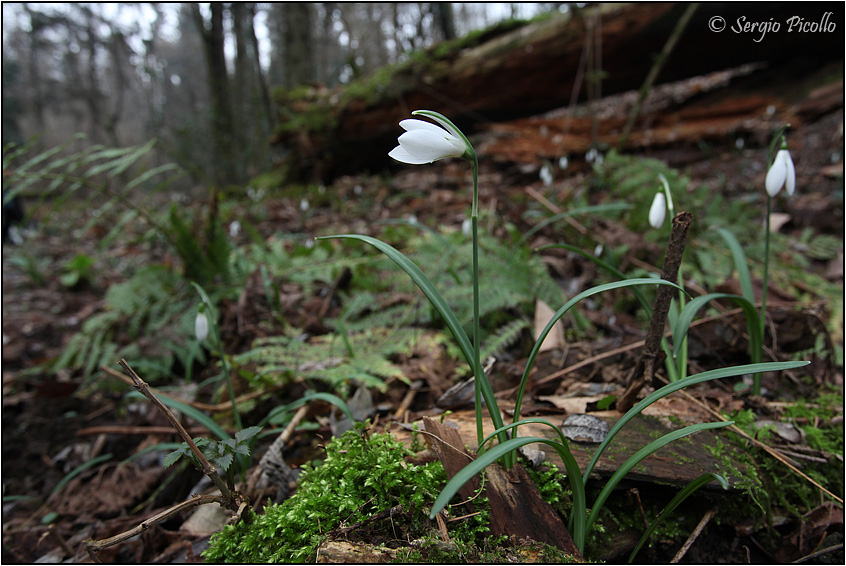 Galanthus-nivalis-20140127-003-JOGf.jpg