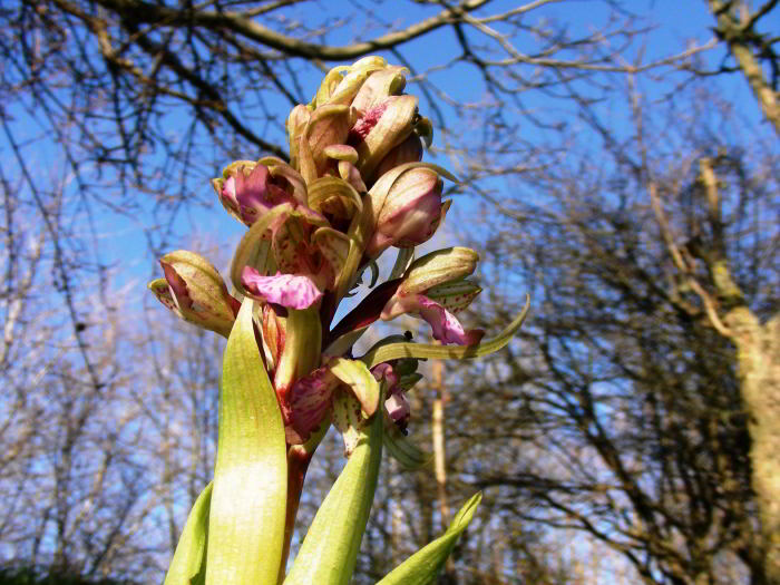 Himantoglossum-robertianum-.jpg