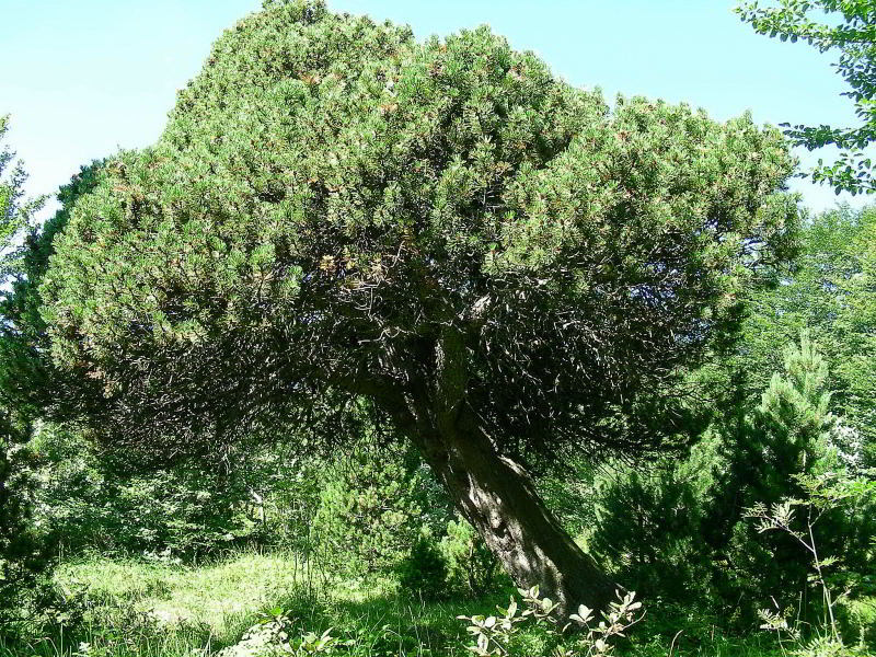 Copia di Pinus uncinata 168cmx5m 137.JPG