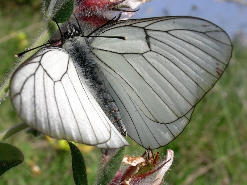Aporia crataegi su Dorycnium hirs 4848.JPG