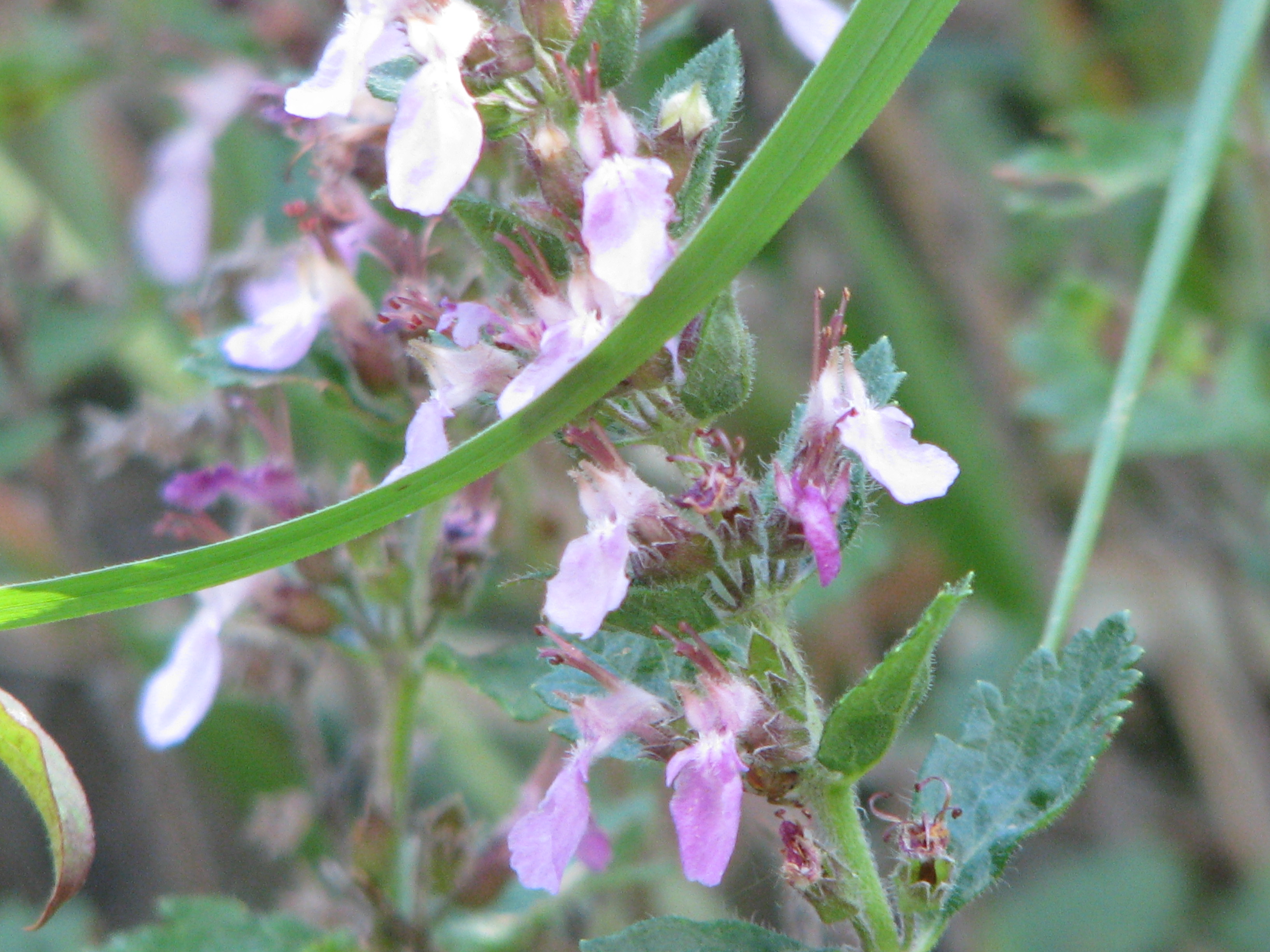 fiore 2 monte Dosso.jpg