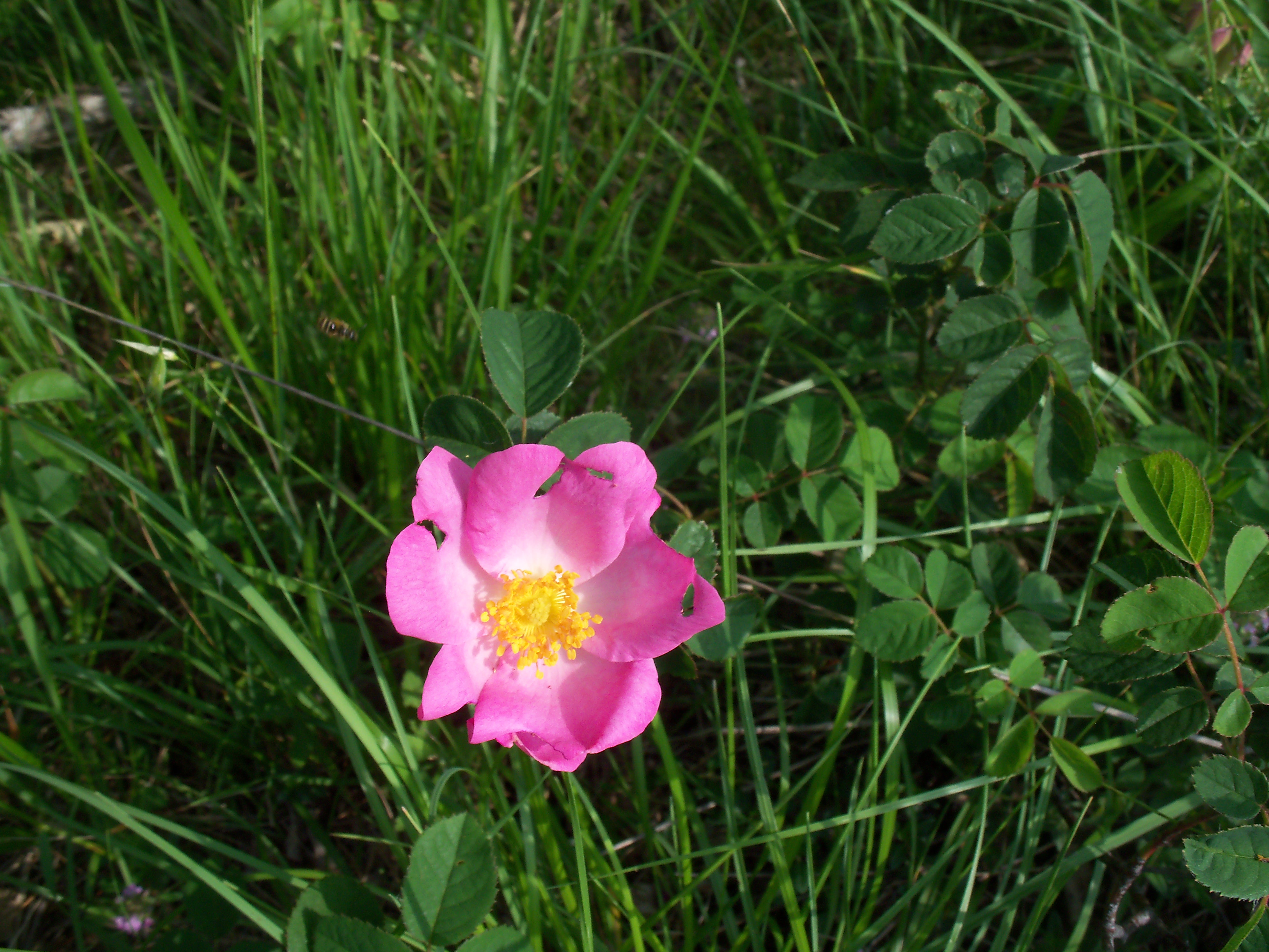 107_5501 Rosa agreste o gallica 1.jpg