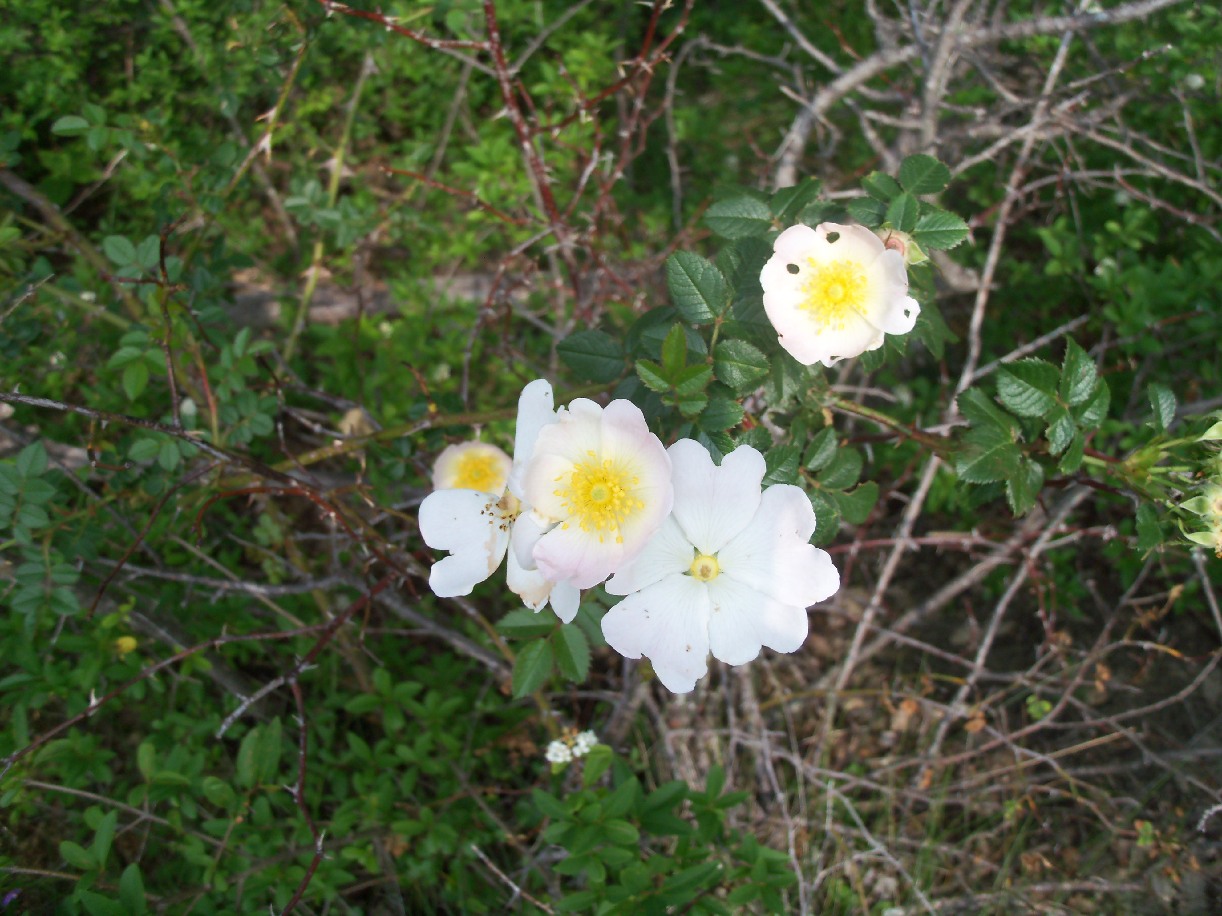 107_5503 Rosa arvensis.jpg