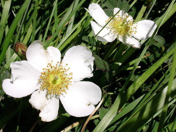 Rosa-arvensis-365.jpg