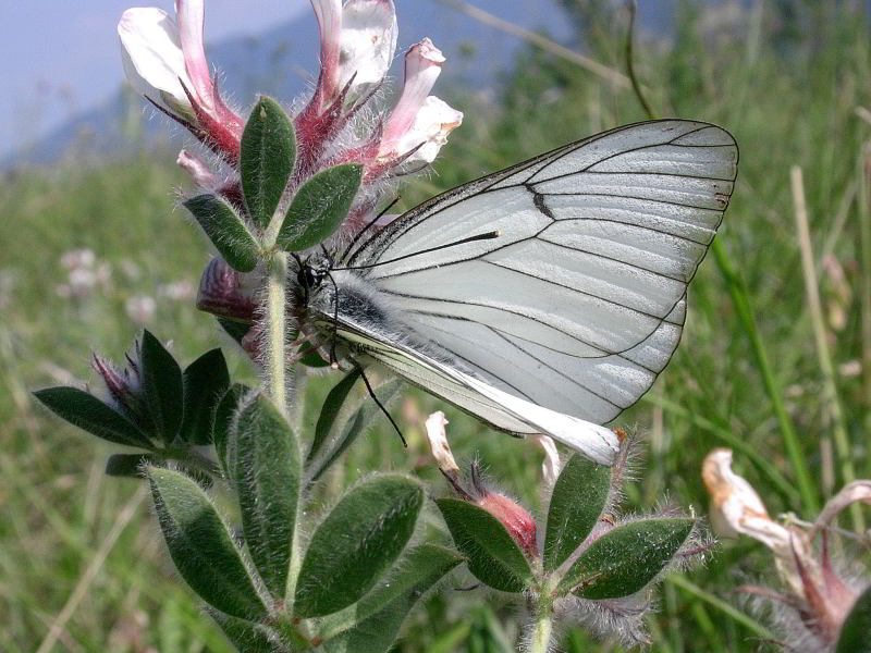 Aporia crataegi su Dorycnium hirs 4845.JPG