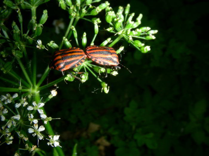 Graphosoma-lineatum-accoppi.jpg