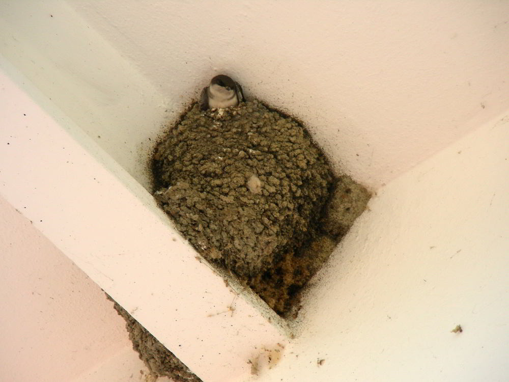 Balestrucci-a-metano-70.jpg
