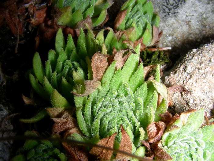 Sempervivum-montanum-L.jpg