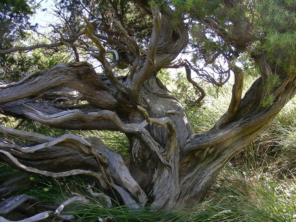 Copia di Juniperus communis 603 copia.jpg