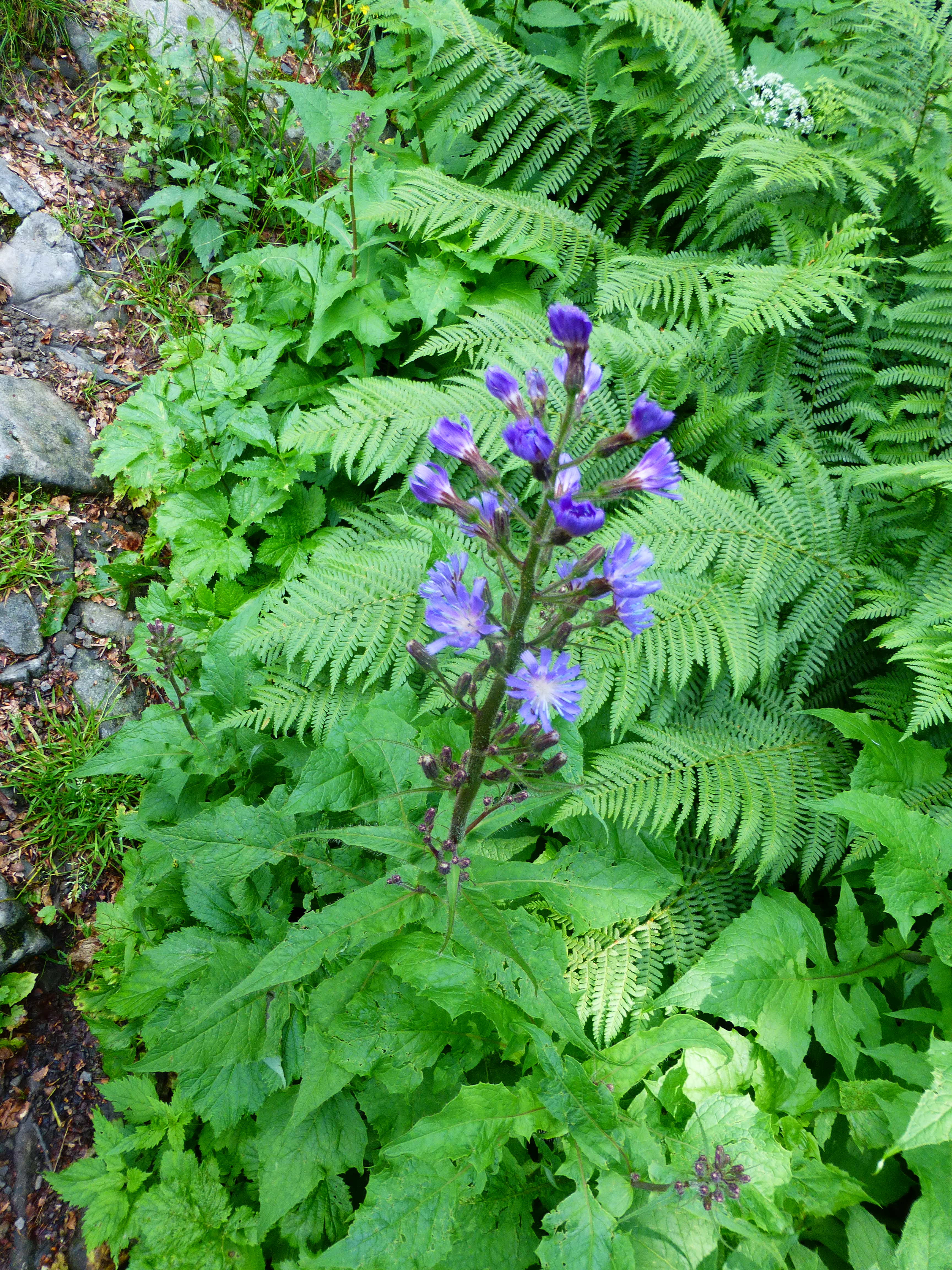 P1020257.JPG