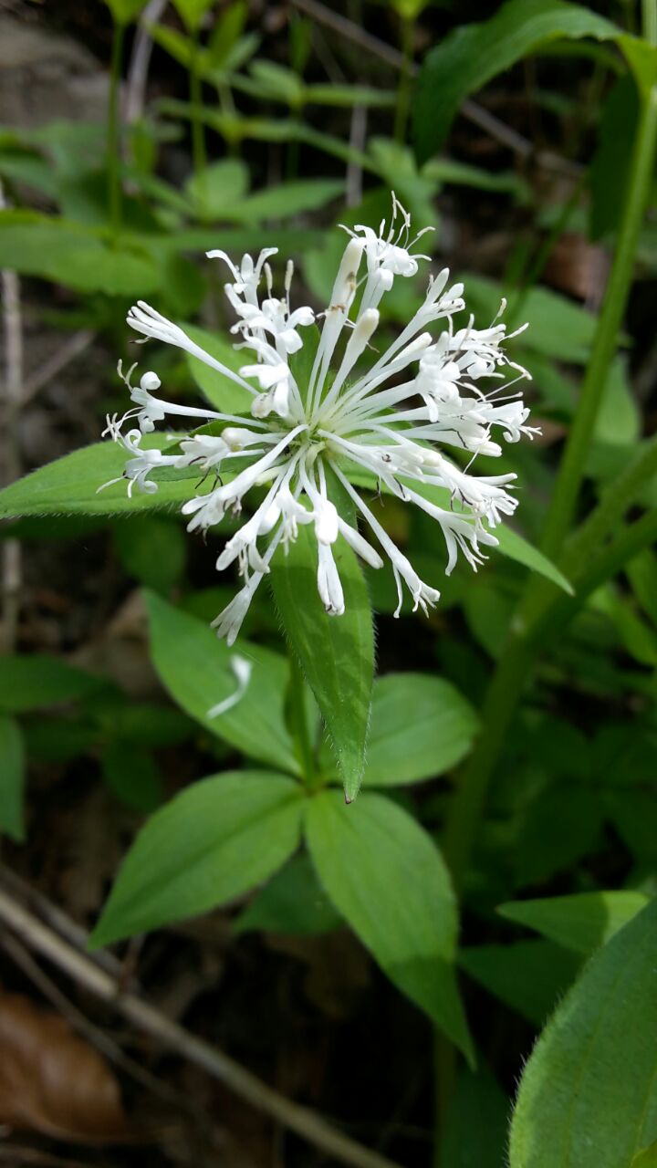 Asperula 1.JPG