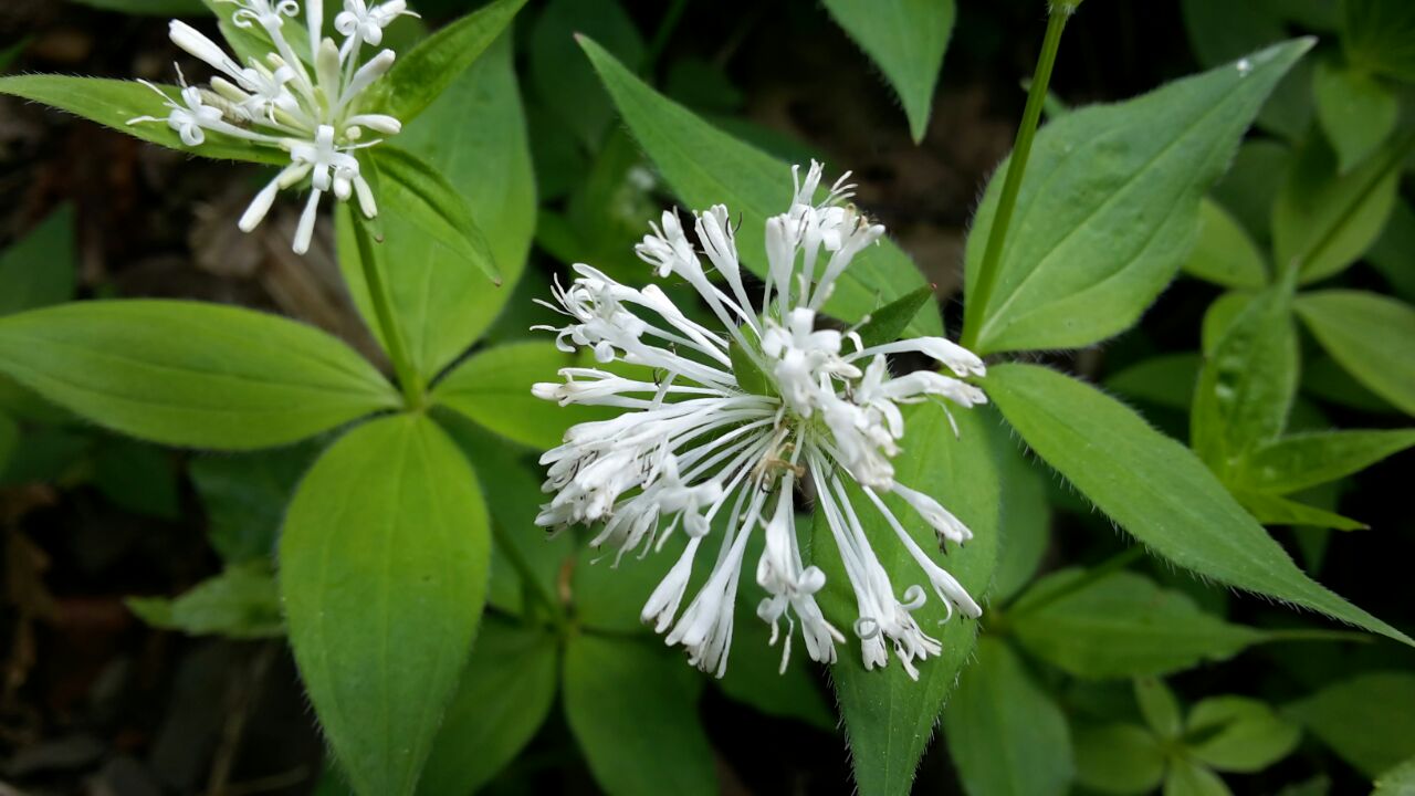 Asperula 2.JPG