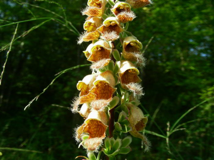 Digitalis-ferruginea-L.jpg