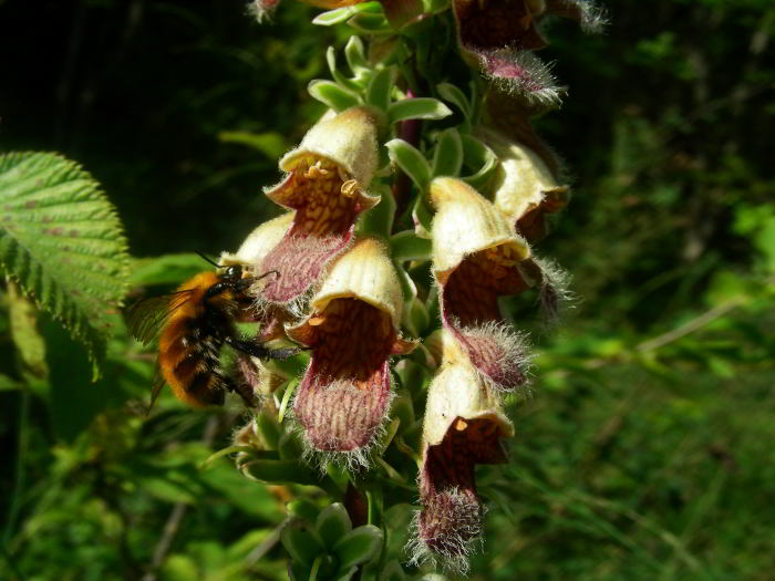 Digitalis-ferruginea-L.-79.jpg