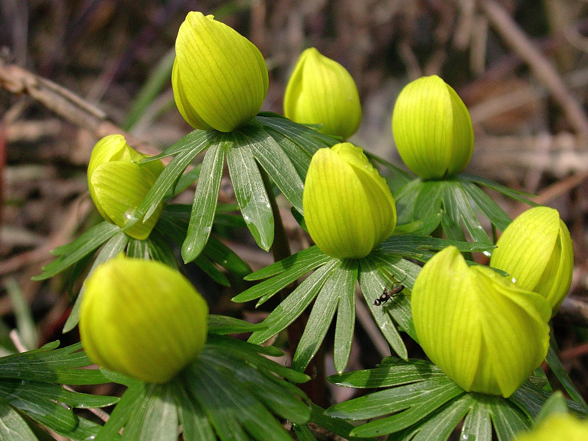 Eranthis hyemalis 9546.JPG