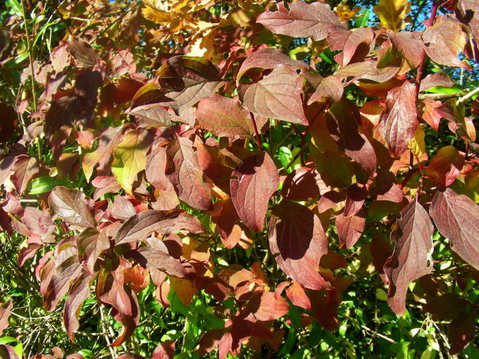 Cornus sanguinea L. 56.jpg