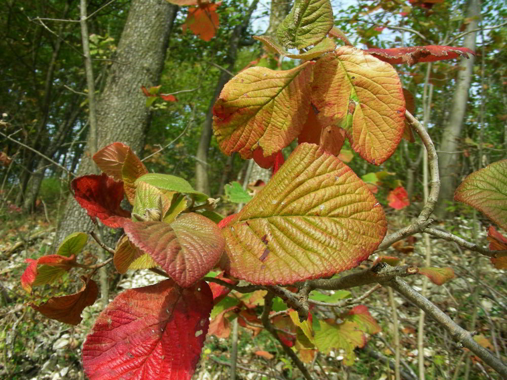 Viburnum lantana L.   62.jpg