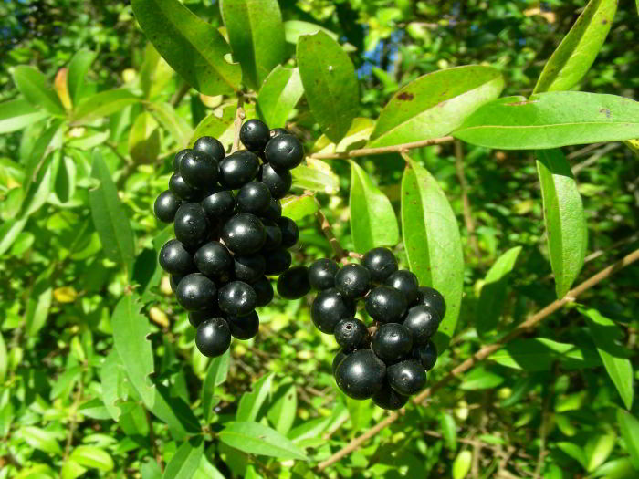 Ligustrum vulgare L.62.jpg